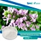 Natual Health Supplement Bacopa Monnieri Herbal Extract Bacopasides